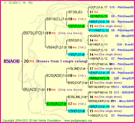 Pedigree of B5(ACH) :
four generations presented
it's temporarily unavailable, sorry!