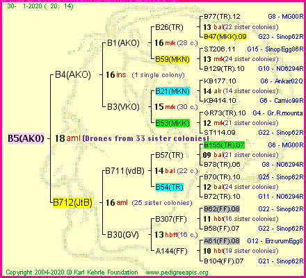 Pedigree of B5(AKO) :
four generations presented<br />it's temporarily unavailable, sorry!