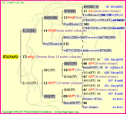 Pedigree of B5(AMS) :
four generations presented