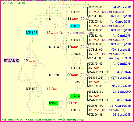 Pedigree of B5(ANB) :
four generations presented