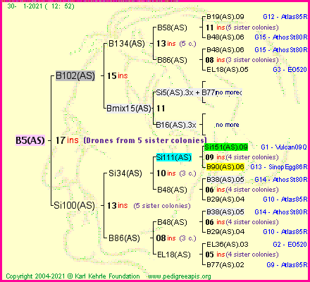 Pedigree of B5(AS) :
four generations presented
it's temporarily unavailable, sorry!