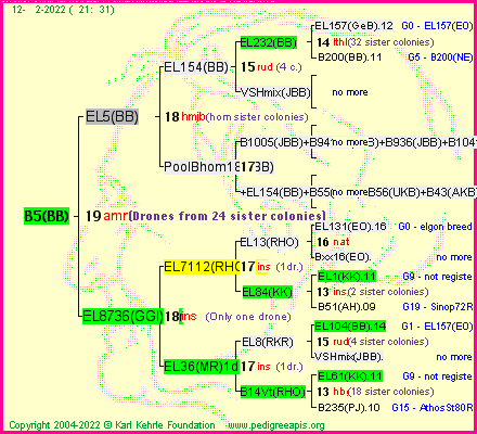 Pedigree of B5(BB) :
four generations presented
it's temporarily unavailable, sorry!