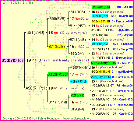 Pedigree of B5(BVB)1dr :
four generations presented
it's temporarily unavailable, sorry!