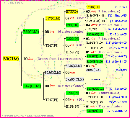 Pedigree of B5(CLM) :
four generations presented