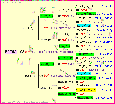 Pedigree of B5(DK) :
four generations presented