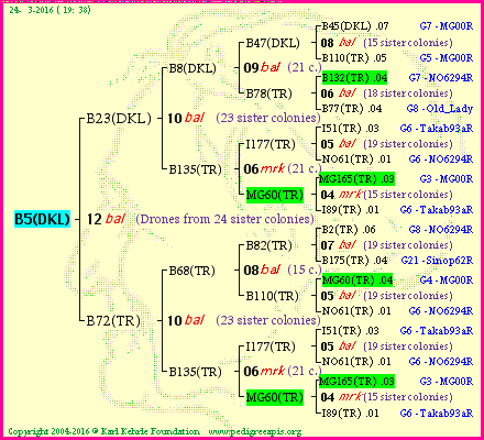 Pedigree of B5(DKL) :
four generations presented