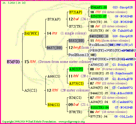 Pedigree of B5(FD) :
four generations presented