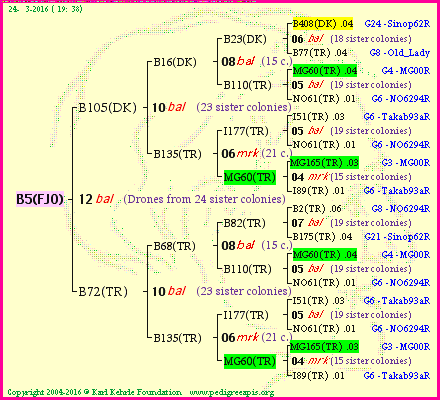 Pedigree of B5(FJO) :
four generations presented