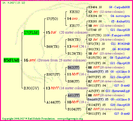 Pedigree of B5(FLM) :
four generations presented