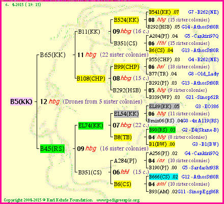 Pedigree of B5(KK) :
four generations presented