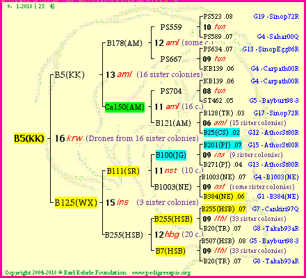 Pedigree of B5(KK) :
four generations presented