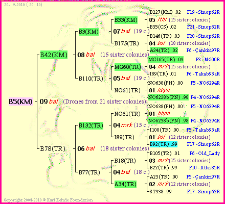 Pedigree of B5(KM) :
four generations presented