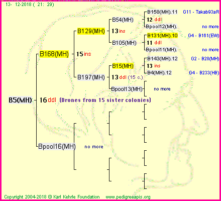 Pedigree of B5(MH) :
four generations presented<br />it's temporarily unavailable, sorry!