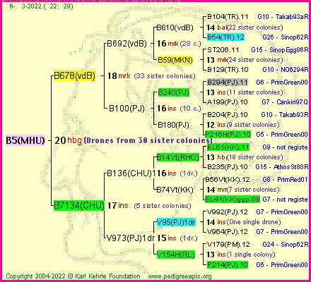 Pedigree of B5(MHU) :
four generations presented
it's temporarily unavailable, sorry!