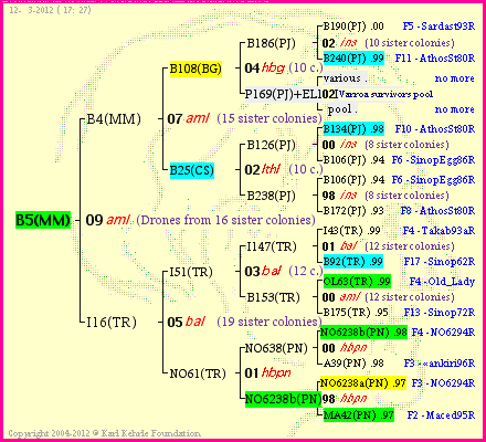 Pedigree of B5(MM) :
four generations presented