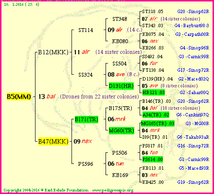 Pedigree of B5(MM) :
four generations presented
it's temporarily unavailable, sorry!