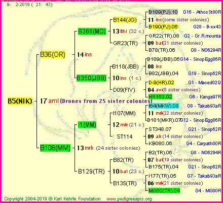 Pedigree of B5(NIK) :
four generations presented
it's temporarily unavailable, sorry!