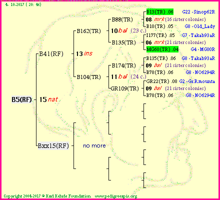 Pedigree of B5(RF) :
four generations presented
it's temporarily unavailable, sorry!