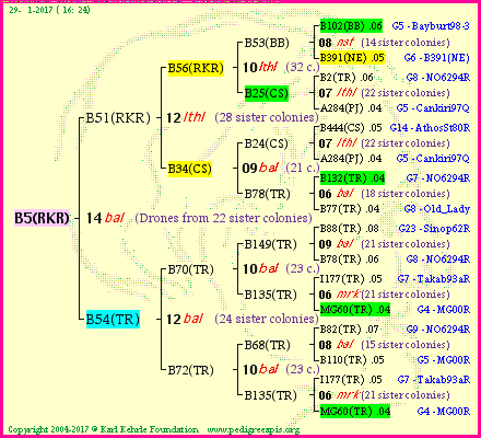 Pedigree of B5(RKR) :
four generations presented