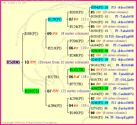 Pedigree of B5(RN) :
four generations presented