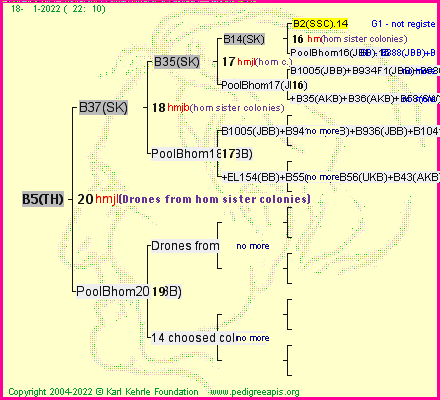 Pedigree of B5(TH) :
four generations presented
it's temporarily unavailable, sorry!