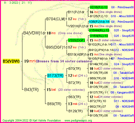 Pedigree of B5(VDW) :
four generations presented
it's temporarily unavailable, sorry!