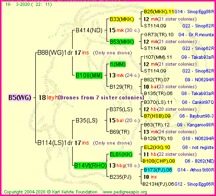 Pedigree of B5(WG) :
four generations presented
it's temporarily unavailable, sorry!