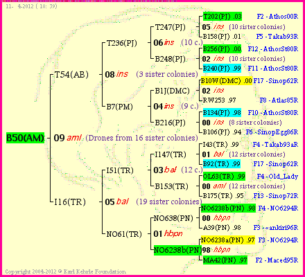 Pedigree of B50(AM) :
four generations presented