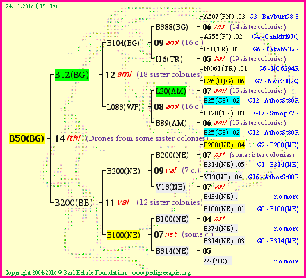 Pedigree of B50(BG) :
four generations presented