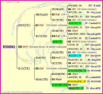 Pedigree of B50(DK) :
four generations presented