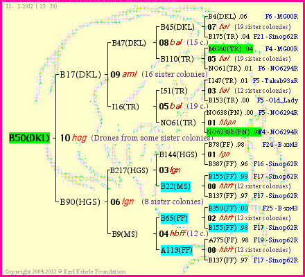 Pedigree of B50(DKL) :
four generations presented