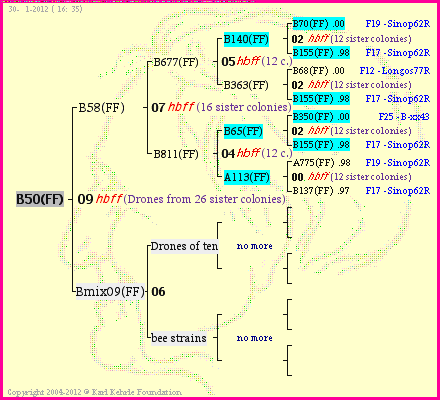 Pedigree of B50(FF) :
four generations presented