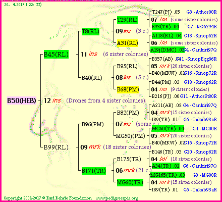 Pedigree of B50(HEB) :
four generations presented<br />it's temporarily unavailable, sorry!