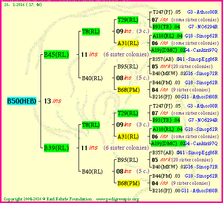 Pedigree of B50(HEB) :
four generations presented