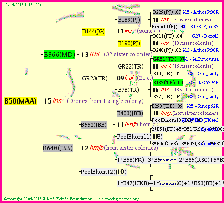 Pedigree of B50(MAA) :
four generations presented