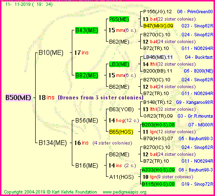 Pedigree of B50(ME) :
four generations presented
it's temporarily unavailable, sorry!