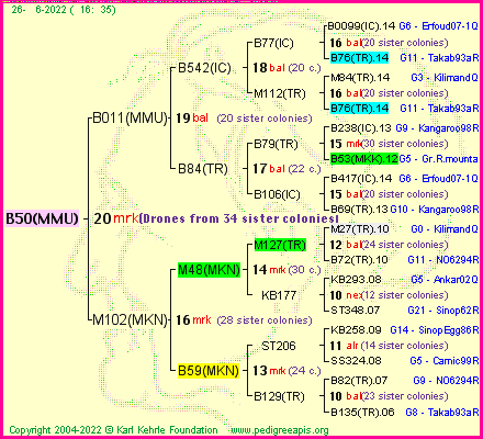 Pedigree of B50(MMU) :
four generations presented
it's temporarily unavailable, sorry!