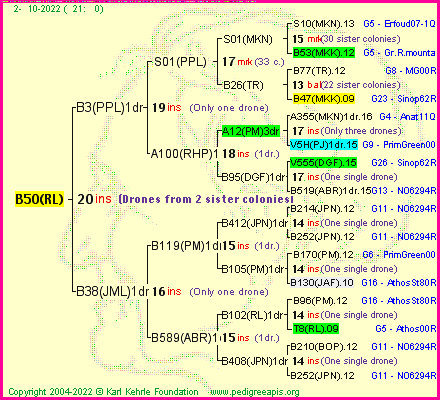 Pedigree of B50(RL) :
four generations presented
it's temporarily unavailable, sorry!