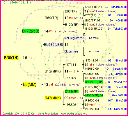 Pedigree of B50(TN) :
four generations presented<br />it's temporarily unavailable, sorry!