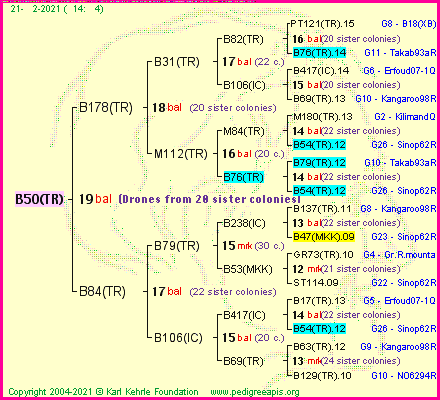 Pedigree of B50(TR) :
four generations presented
it's temporarily unavailable, sorry!