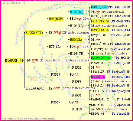 Pedigree of B500(FTI) :
four generations presented