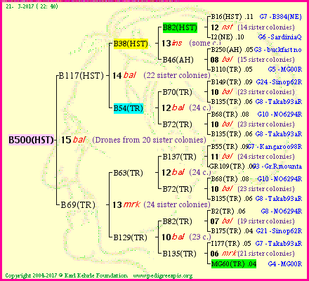 Pedigree of B500(HST) :
four generations presented