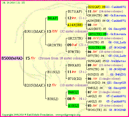 Pedigree of B500(MAK) :
four generations presented