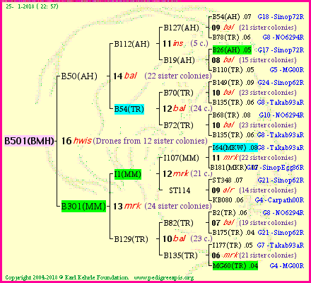 Pedigree of B501(BMH) :
four generations presented
temporarily unavailable ... sorry