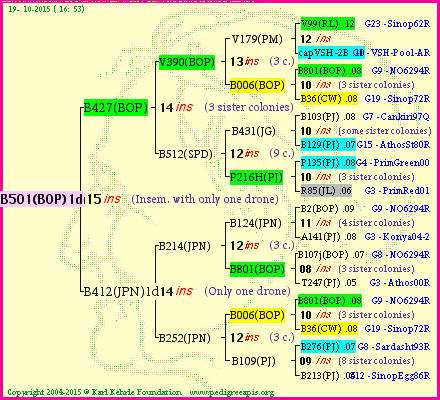 Pedigree of B501(BOP)1dr :
four generations presented