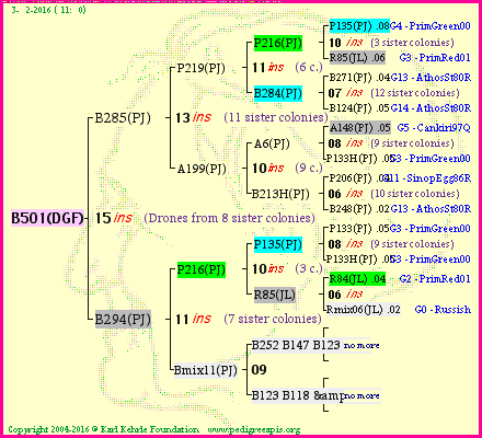 Pedigree of B501(DGF) :
four generations presented