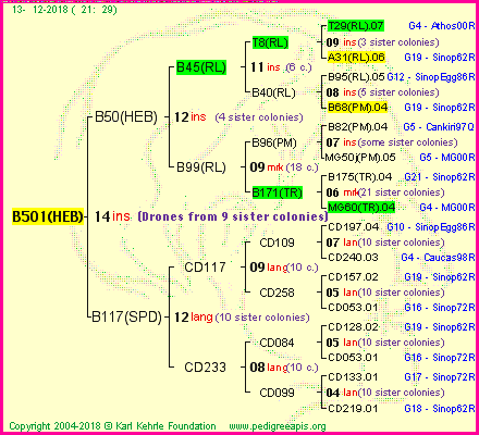 Pedigree of B501(HEB) :
four generations presented<br />it's temporarily unavailable, sorry!