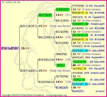 Pedigree of B501xB587 :
four generations presented
