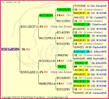 Pedigree of B501xB589 :
four generations presented