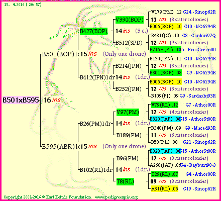 Pedigree of B501xB595 :
four generations presented